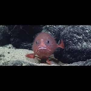 Meet your Posher, Wesley